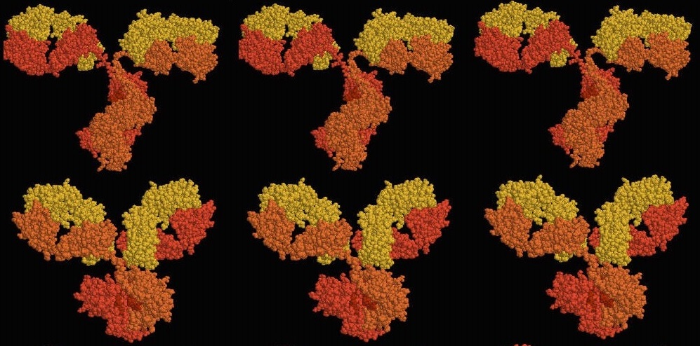 structure_IgG_antibody