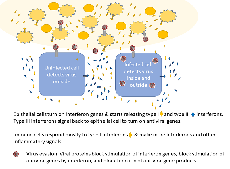 epithelial_cells_respond_to_virus
