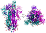 Spike_protein_SARS-CoV-2