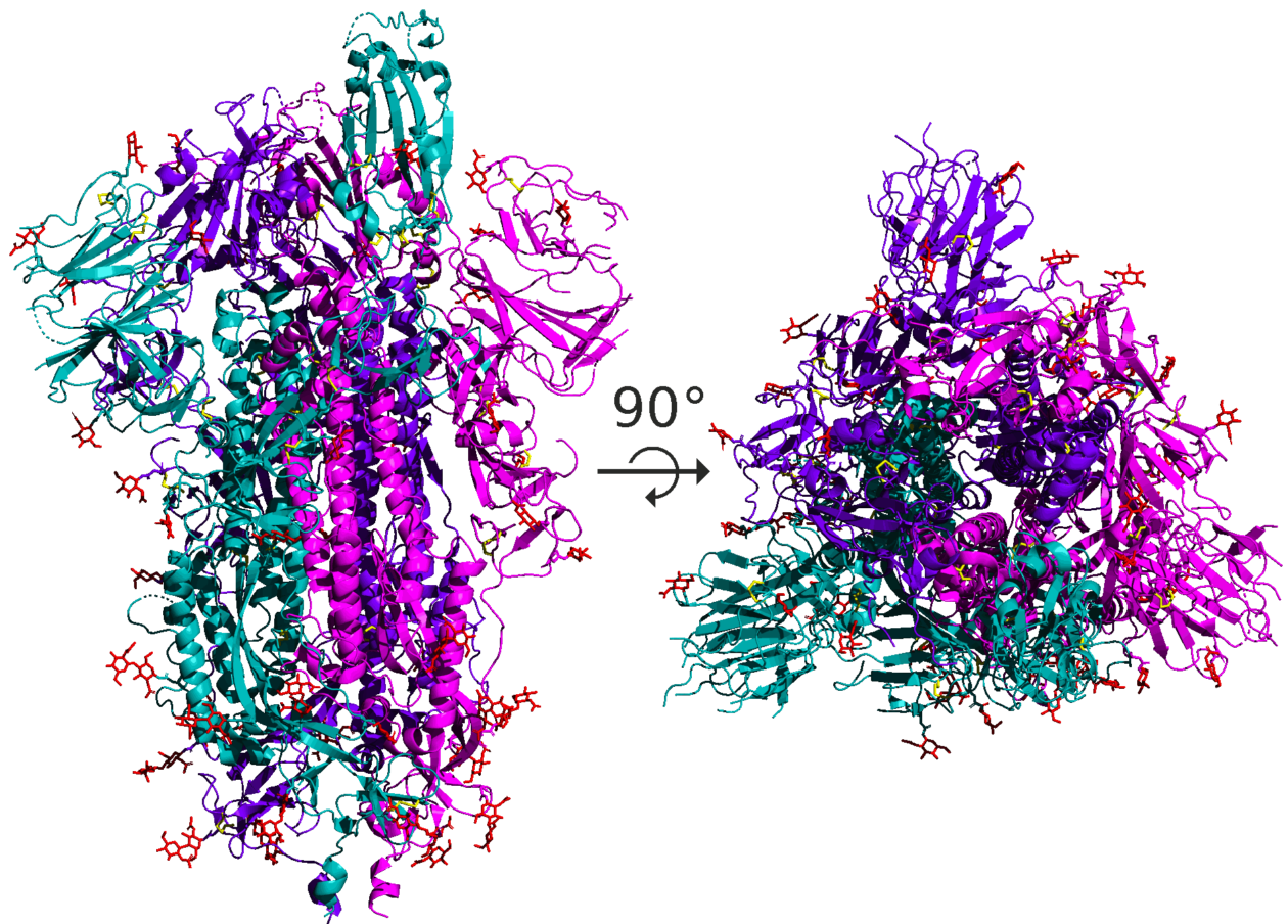 Spike_protein_SARS-CoV-2