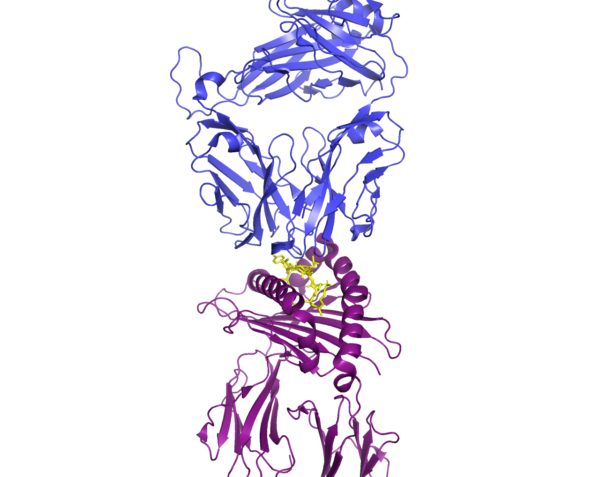 Structure of MHC class I displaying a SARS-CoV-2 peptide to a T cell receptor